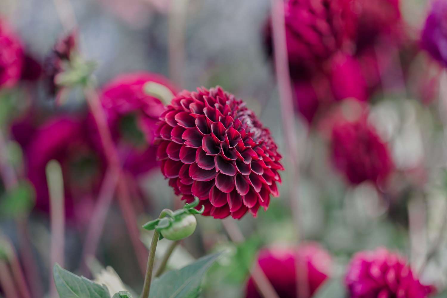 Dahlie 'Black Pierre'